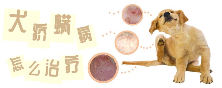 犬疥螨病怎样调节
