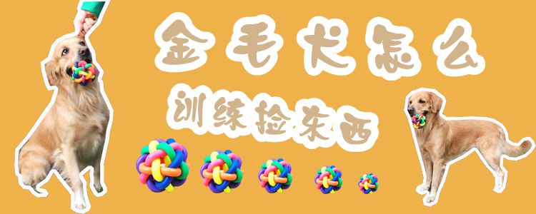 金毛狗怎样熟习拣物品1