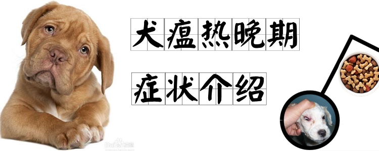 犬瘟热晚期症候引见