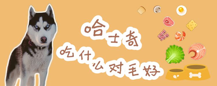 哈士奇吃什么关于毛佳