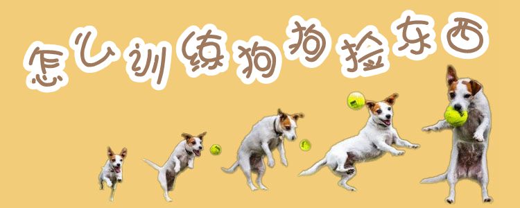 怎样熟习狗狗拣物品