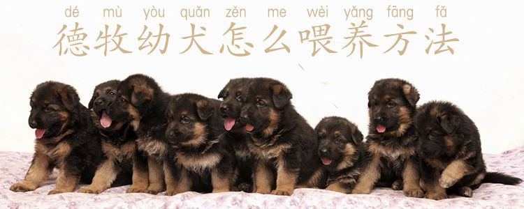 ?德牧幼犬怎样豢养