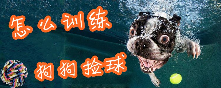 怎样练习狗拣球1