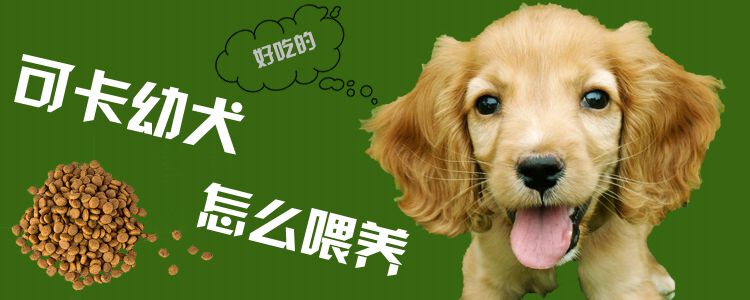 可卡幼犬怎样养
