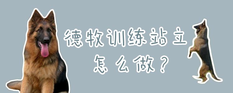 德牧练习站立怎样干