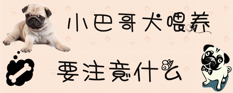 小巴哥犬豢养要注沉什么
