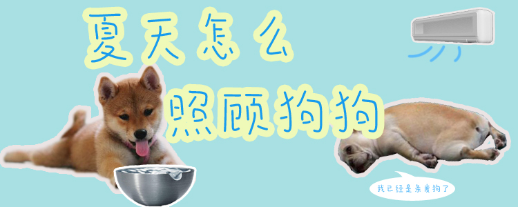 夏天怎样照料狗狗