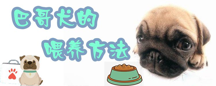巴哥犬的豢养方式