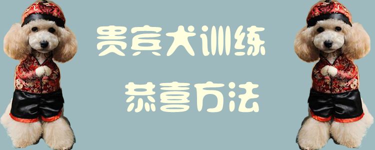 客人犬练习祝贺方式