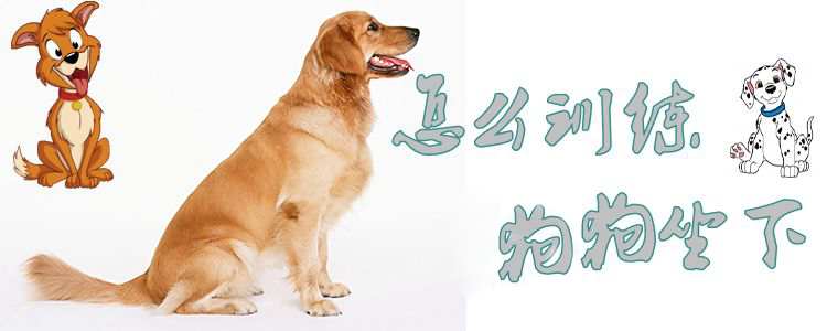 怎样熟习狗狗坐下