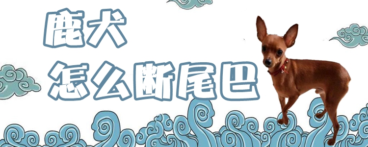 鹿犬怎样断尾巴