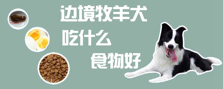 边疆牧羊犬吃什么食物佳1
