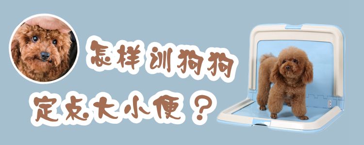 何如训狗狗定点巨细便