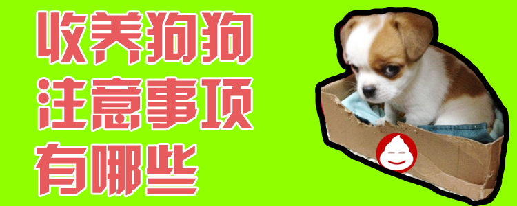 收养狗狗注重事项有哪些