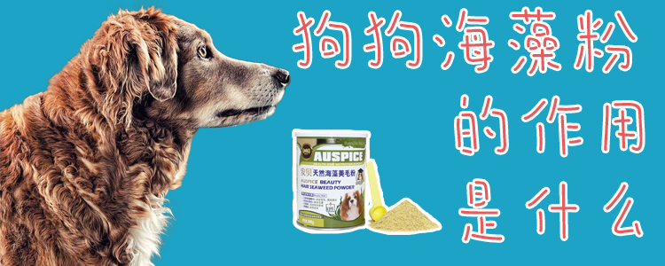 狗狗海藻粉的效率是什么