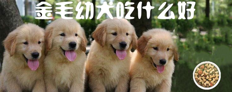 金毛幼犬吃什么佳1
