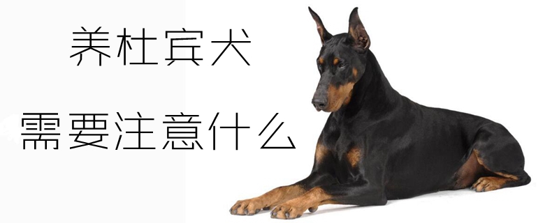 养杜宾犬须要注沉什么