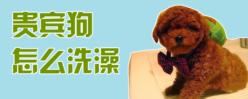 客人狗怎样沐浴