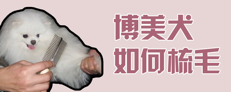 专美犬怎么样梳毛