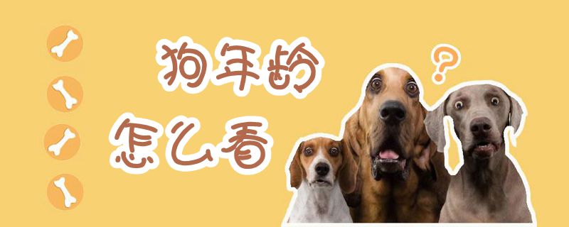 狗年纪怎样瞅