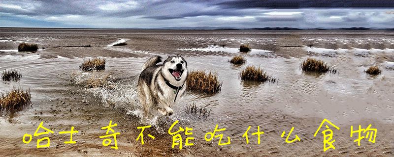 哈士奇没有能吃什么食物1