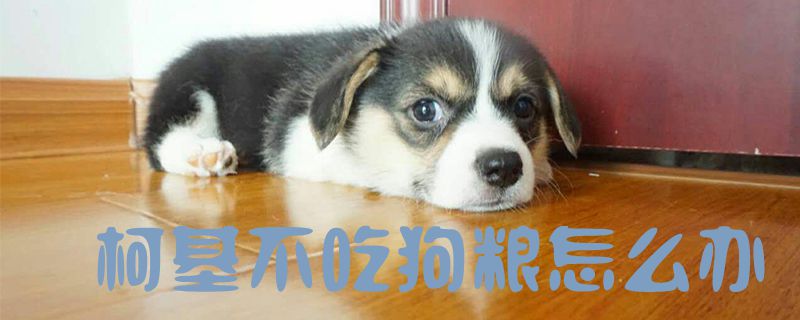 柯基没有吃狗粮怎样办1