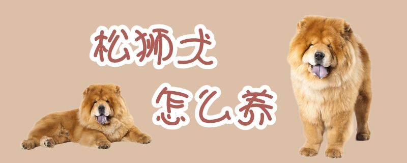 松狮犬怎样养