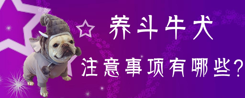 养斗牛犬注重事项有哪些