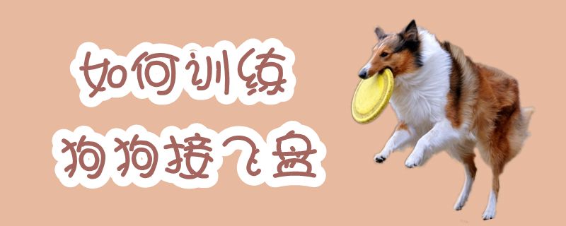 怎么样熟习狗狗交飞盘