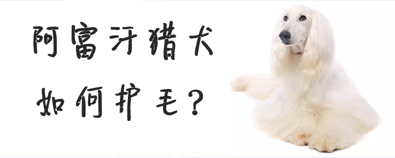 阿富汗猎犬怎么样护毛