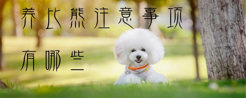 养比熊的注沉事项有哪些