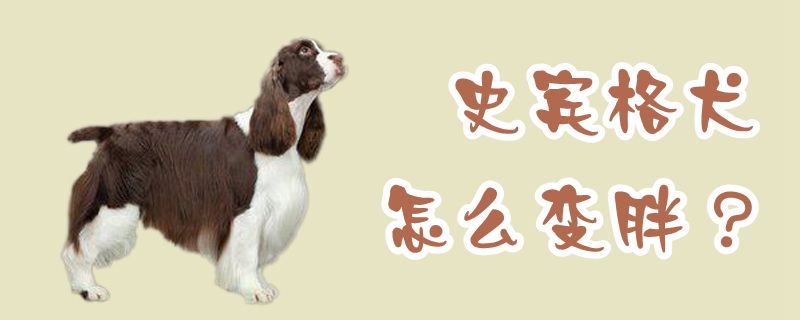 史宾格犬怎样变肥