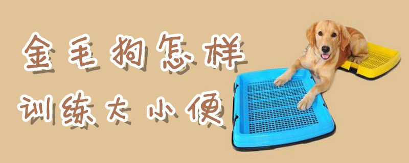金毛狗何如练习巨细便