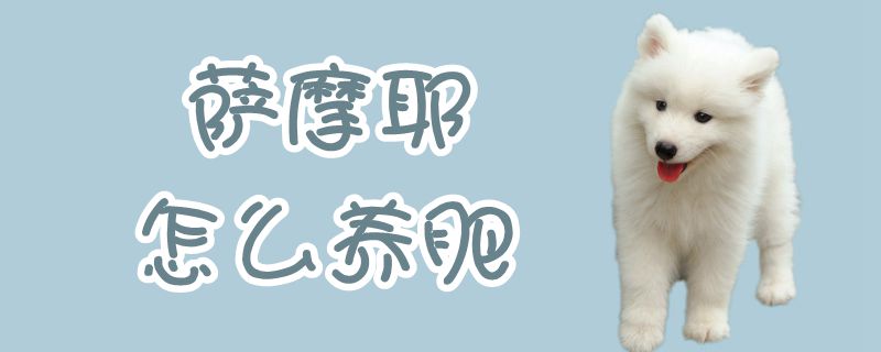 萨摩耶怎样养肥