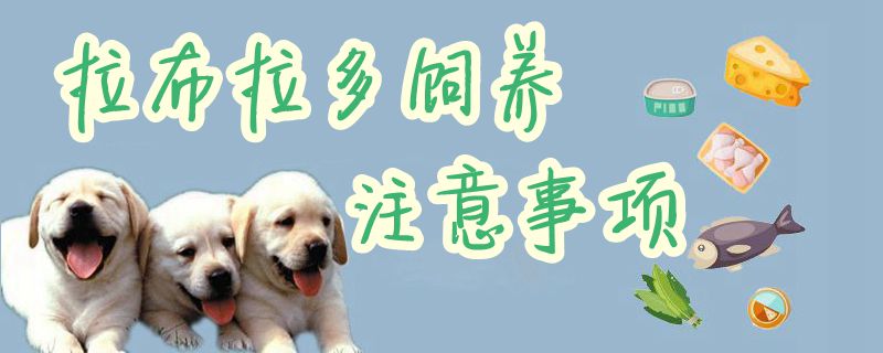 拉布拉多豢养注沉事项1
