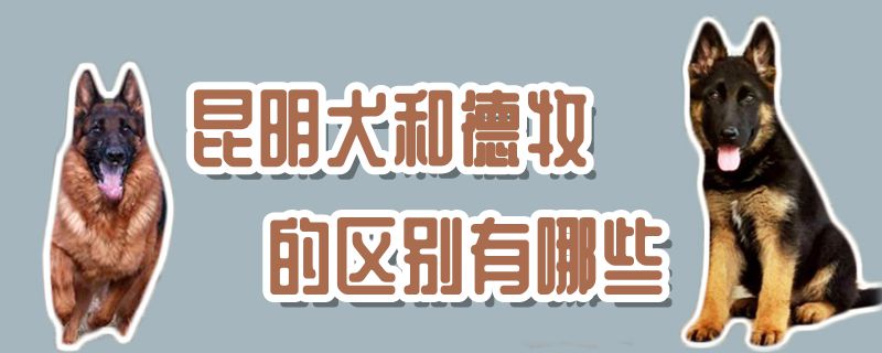 昆明犬和德牧的辨别有哪些