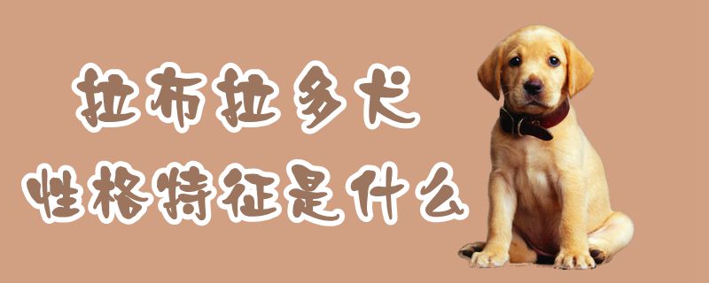 拉布拉多犬品格特性是什么