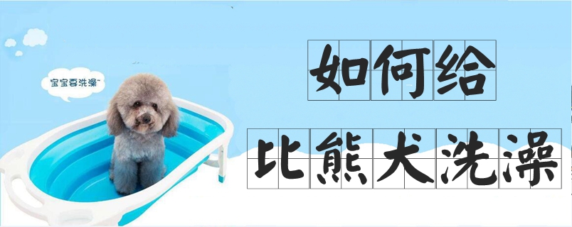怎么样给比熊犬沐浴
