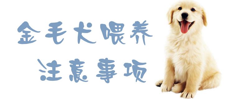 金毛犬豢养注沉事项1