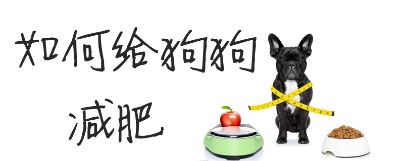 怎么样给狗狗减肥