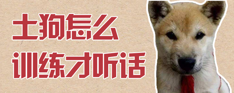 土狗怎样熟习才调皮