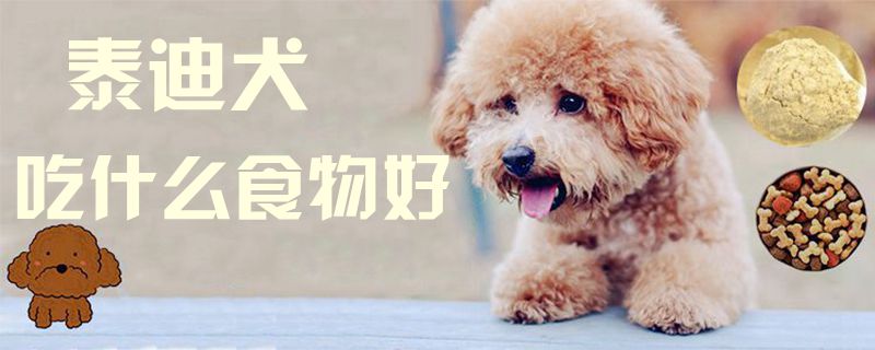 泰迪犬吃什么食物佳1