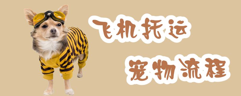 飞机托运宠物过程