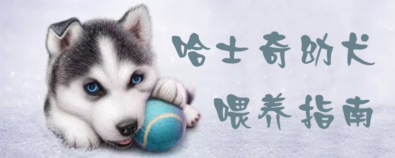 哈士奇幼犬豢养指南1