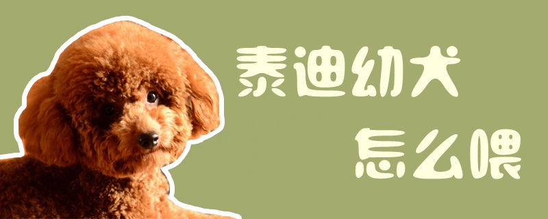 泰迪幼犬怎样喂1