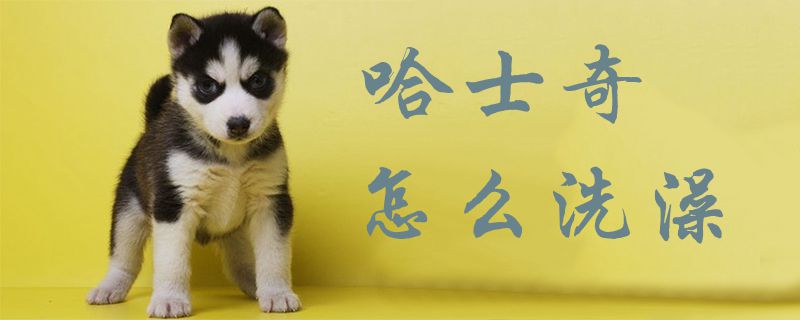 哈士奇怎样沐浴1