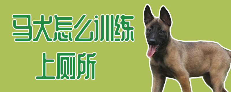 马犬怎样练习上茅厕