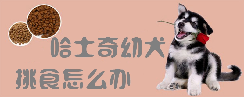 哈士奇幼犬挑食怎样办1