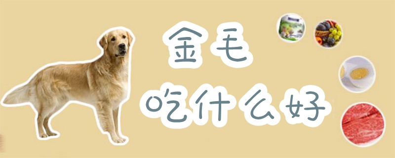 金毛吃什么佳1