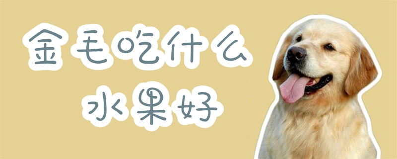金毛吃什么生果佳1